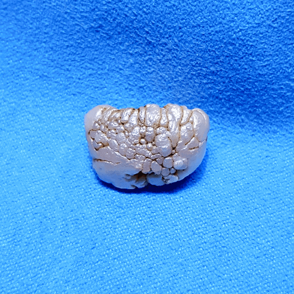 Natural Gera Pearl Mukta Stone Price In Bangladesh - প্রাকৃতিক গ্যারা মুক্তা পার্ল পাথরের দাম